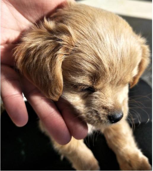 朋友400不到买了只金毛,不停炫耀自己运气好,没想到却是串串