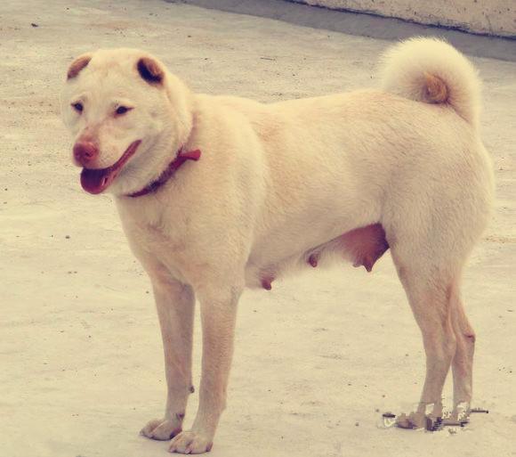 这三种国犬产于南方,异常珍稀!