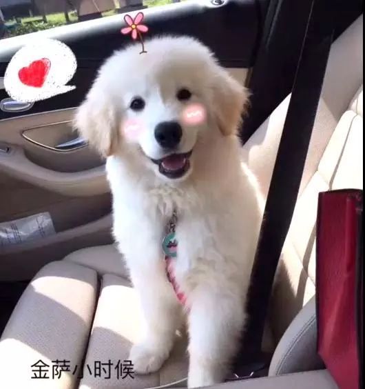 萨摩耶和金毛的混血儿子,颜值逆天让人羡慕