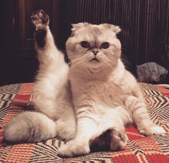 原来猫咪这五个动作是这个意思