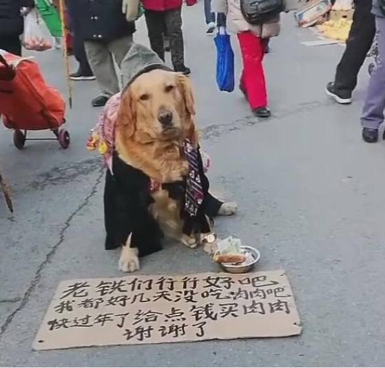 主人没钱买狗粮,狗狗只好上街乞讨,来往的路人:收获满满!