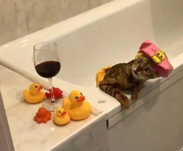 带猫主子享受五星级浴缸奈何酒店隔音不好猫主子秒变表情包