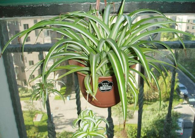 怎么趣味养出花样吊兰盆景?给它换个玻璃瓶吧,好看又好养!