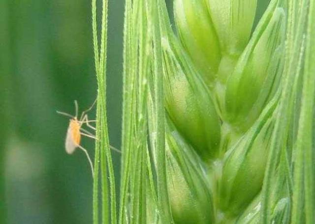 种植小麦常见的一种害虫:能造成小麦秕粒,空壳,5月防治很关键