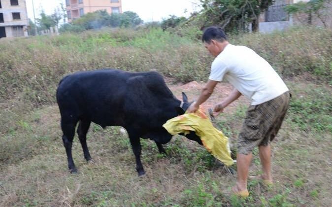 杀牛时,牛头要蒙上,旁观者要倒背双手,为啥?老农说出实情