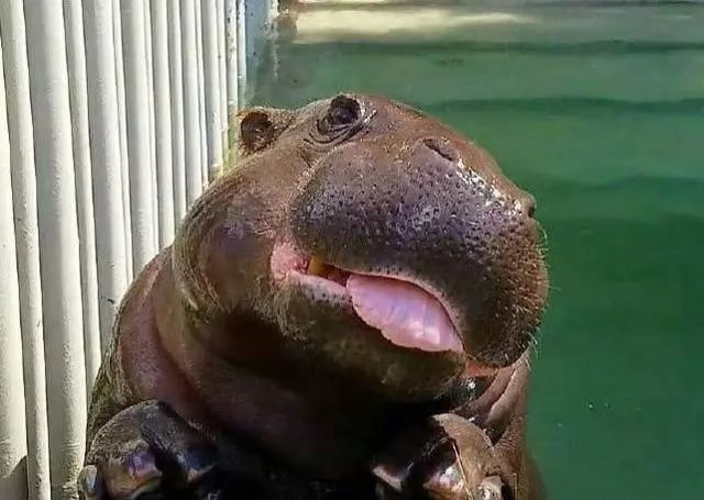 这只小河马火了,丑萌界的一股清流,卖萌起来无人能比!