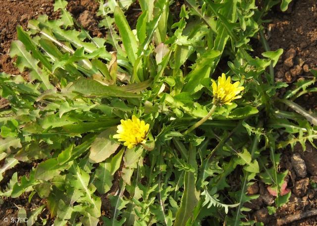 蒲公英|野菜|荠菜_新浪新闻