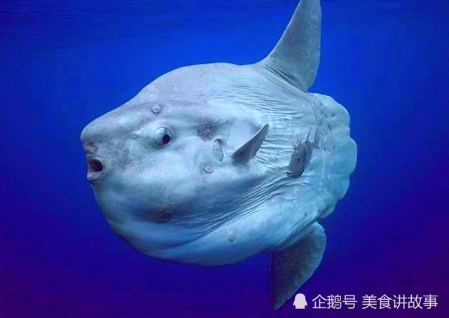 世界上最大硬骨鱼,繁衍强到永不灭绝,为啥中国渔民却很少捕捞?