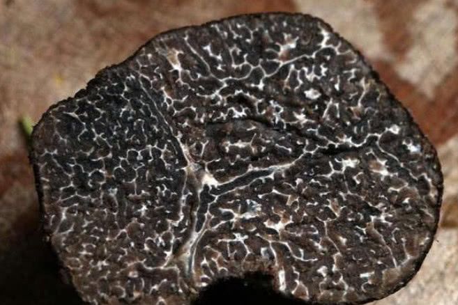 土里一种极珍贵的"黑疙瘩",普通人可望不可即,千万价值都难求