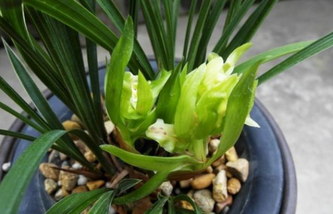 这种"兰花"卖过100万,如今"60元"一盆随便挑,却少有人问价