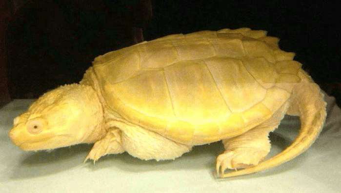 老汉在家中挖出一只金色乌龟,卖了122万,卖了不久全家死了