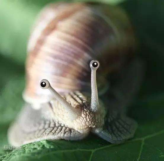 它们长有2万多颗牙齿, 动物和人类都垂涎它的美味|蜗牛|牙齿|美味