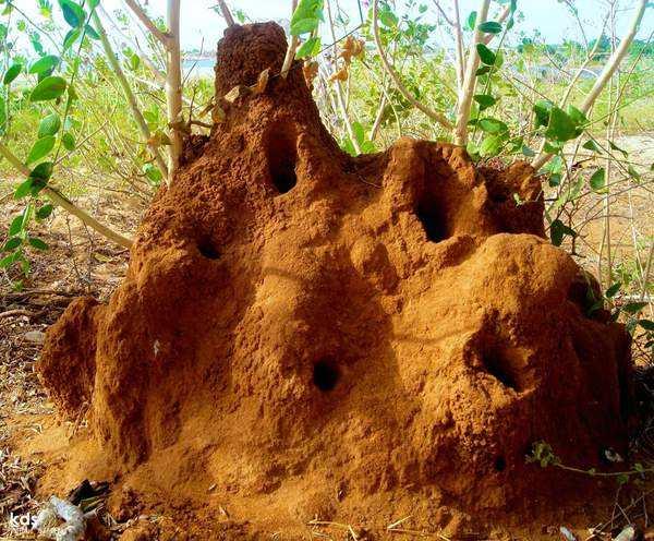 面积超过22万平方公里,大小相当于一个英国|白蚁|蚁窝|蚂蚁_新浪新闻