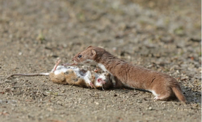 黄鼠狼与老鼠的战斗力孰强孰弱?网友:可算是知道谁更厉害了