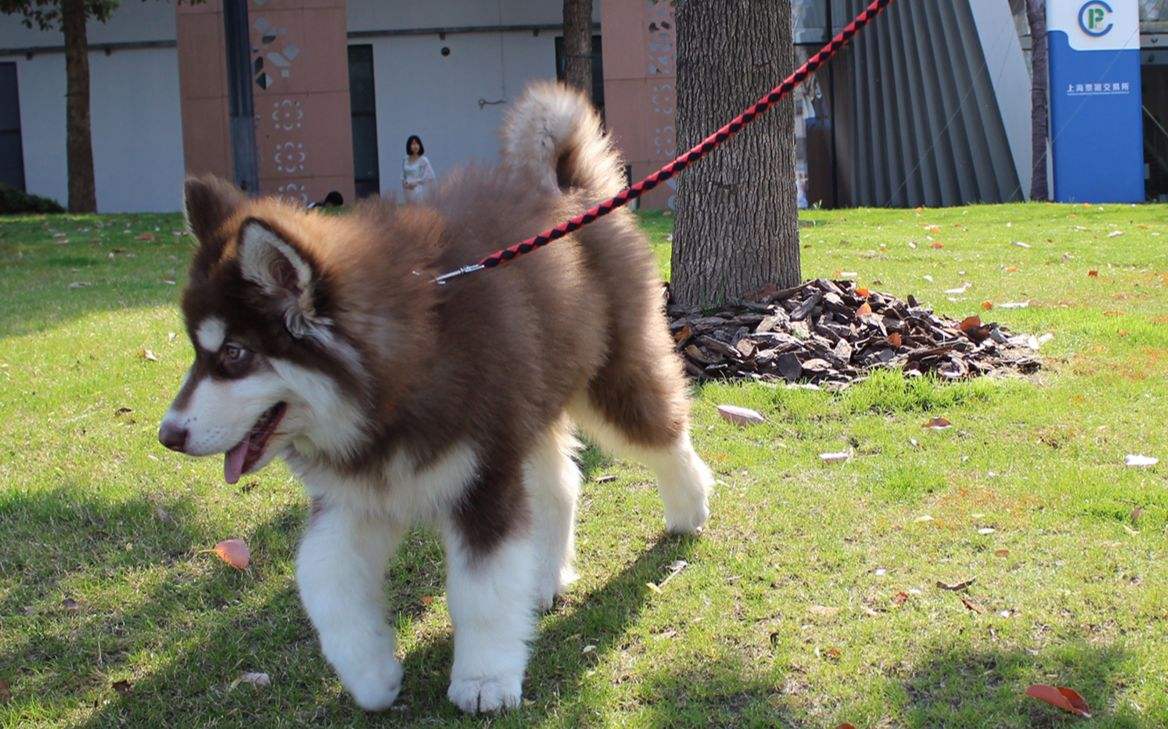 阿拉斯加雪橇犬电影,有没有让你感动