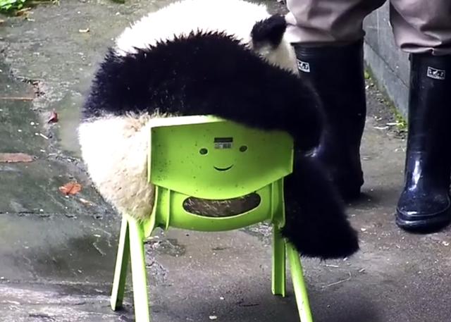 熊猫在椅子上玩,忽然一转身.|熊猫|奶爸|小熊猫_新浪新闻