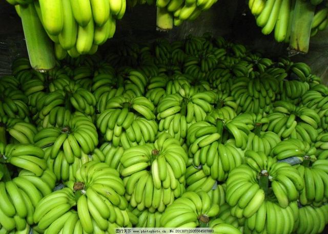 也许有一天,吃香蕉会变成一件很奢侈的事|香蕉|麦克|癌症_新浪网