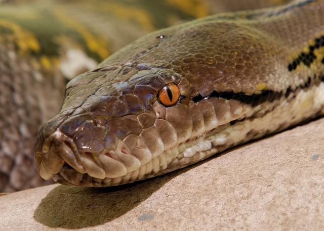 网纹蟒又叫霸王蟒是世界上最长的蟒蛇无毒但它的杀伤力非常强