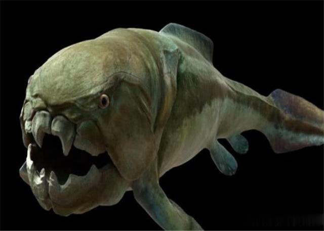 鲨鱼也是诞生于泥盆纪,不过那时候也只能是让邓氏鱼占据上风,邓氏鱼的