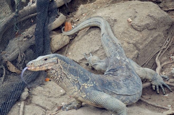 岛上经常可看到自由行动的蜥蜴晚上的皇帝岛人很少,一日游的游客都