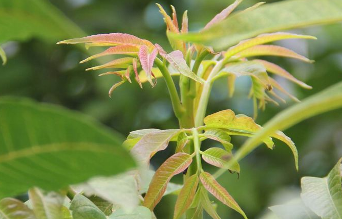 它的叶子好吃,树干作用更大,如今成稀罕物,可惜很多人不知道
