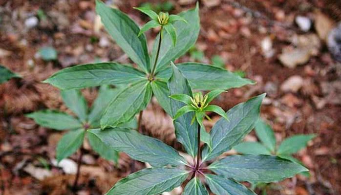 农村这种野果,小孩当"玩具",却成市价500元的"稀罕货"!