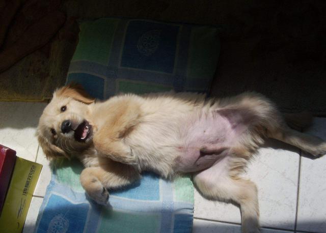 金毛犬做这6件事,一般都是在表达它的想法,你知道几个?
