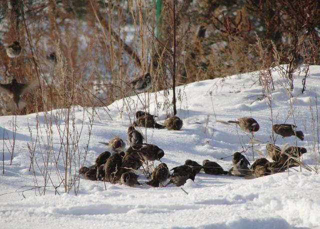 其实麻雀的市场是非常不错的,人们养麻雀,为的不是麻雀的羽毛什么的