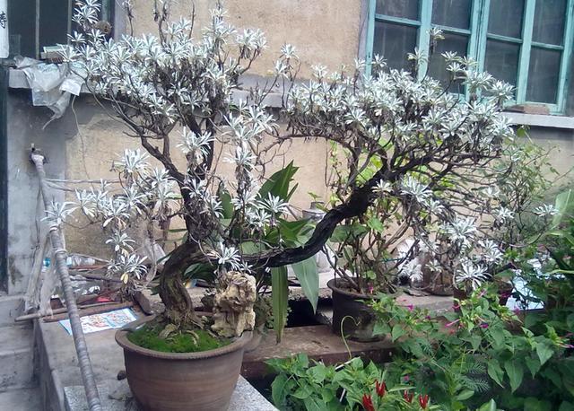 叶片似雪很少见,雪艾盆景色泽丰富,养一盆品位高!