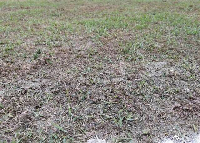 武汉卓尔主场用绿油漆给草皮染色?别让别有用