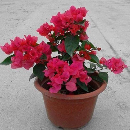 "这"三种花用"1根枝"插土里,就能养出一整盆!