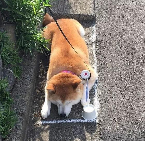 柴犬睡在马路边主人给它打造了狗狗专属的小型停车位