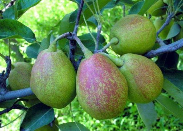 农村非常罕见的植物,竹子上结大梨,50年结一次果,一般人吃不起