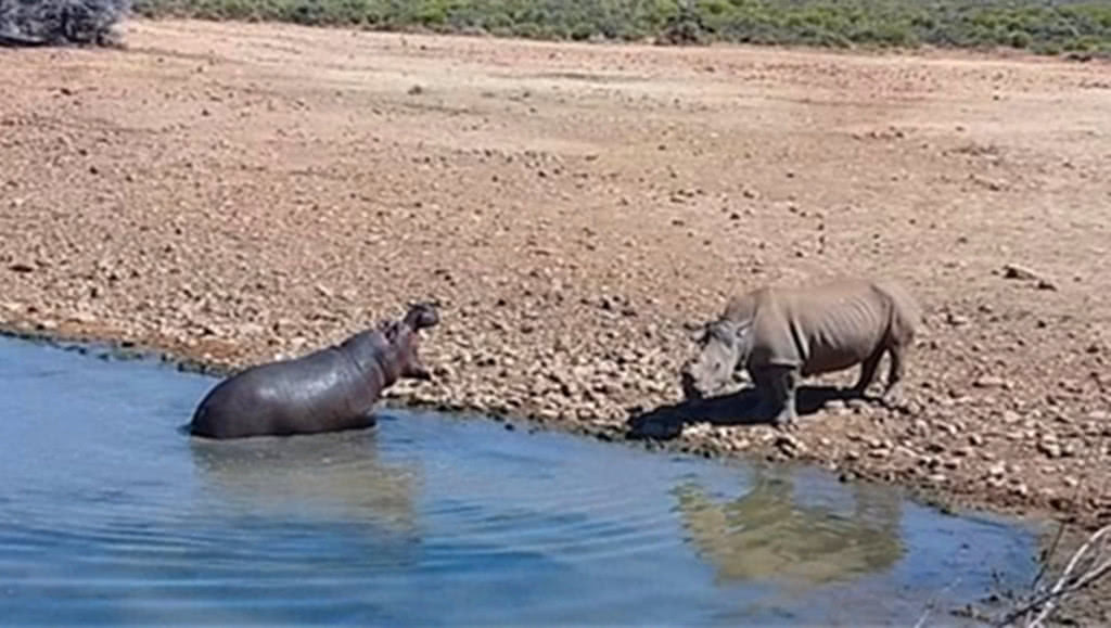 犀牛想要喝水,被淹死在水塘