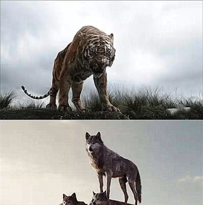 也不会轻易去招惹老虎,北美灰狼甚至敢狩猎棕熊,亚成年北极熊,但它们