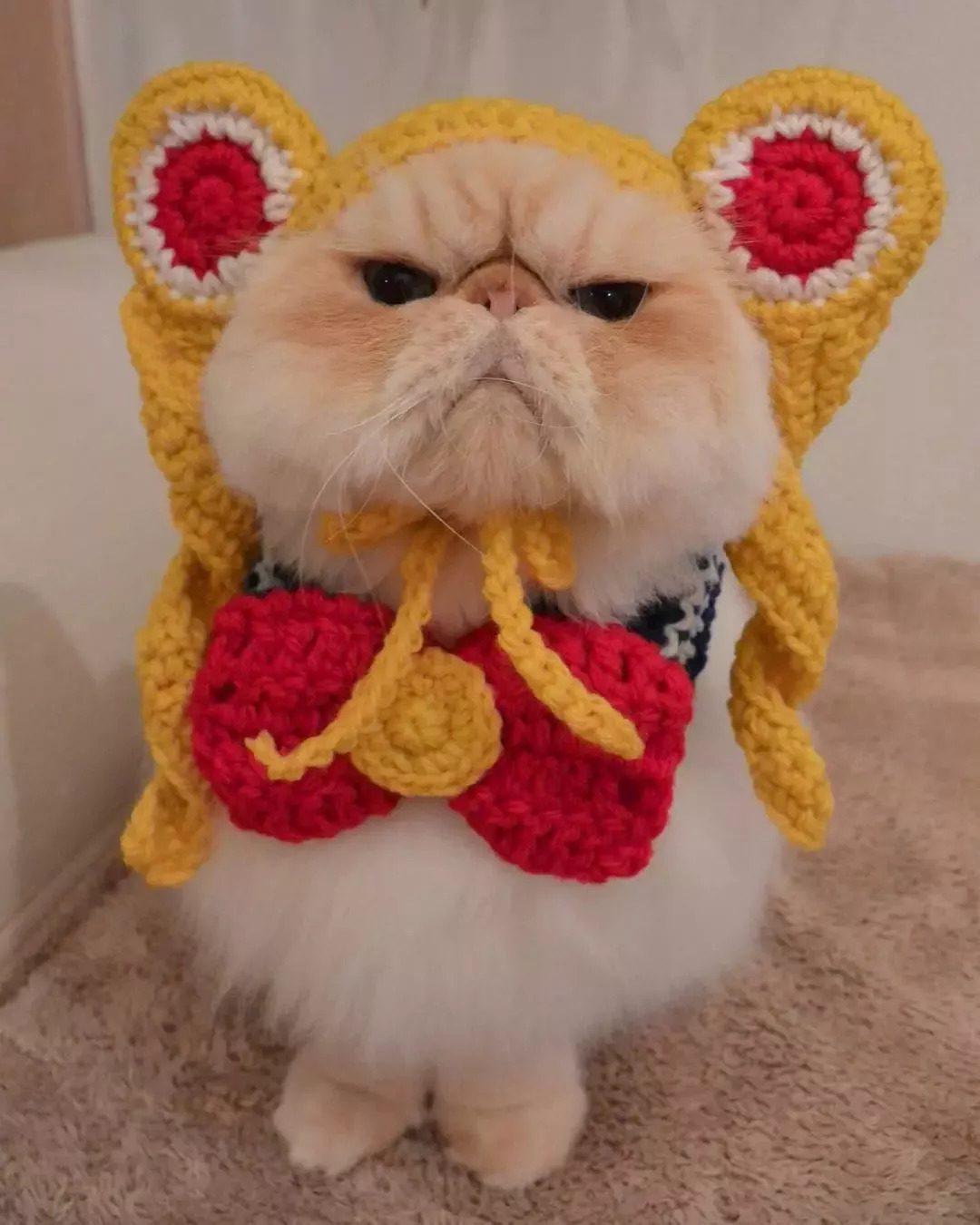 v谁说脸大体胖就不能有颜值?这只愁眉苦脸的胖猫也太好吸了!