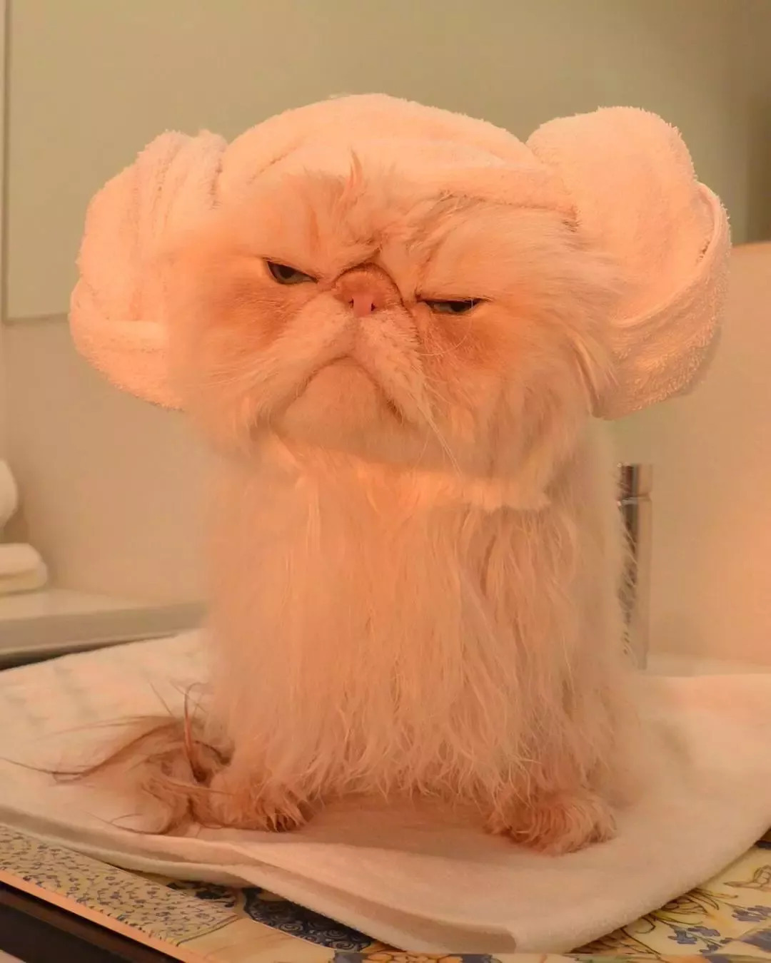 v谁说脸大体胖就不能有颜值?这只愁眉苦脸的胖猫也太好吸了!