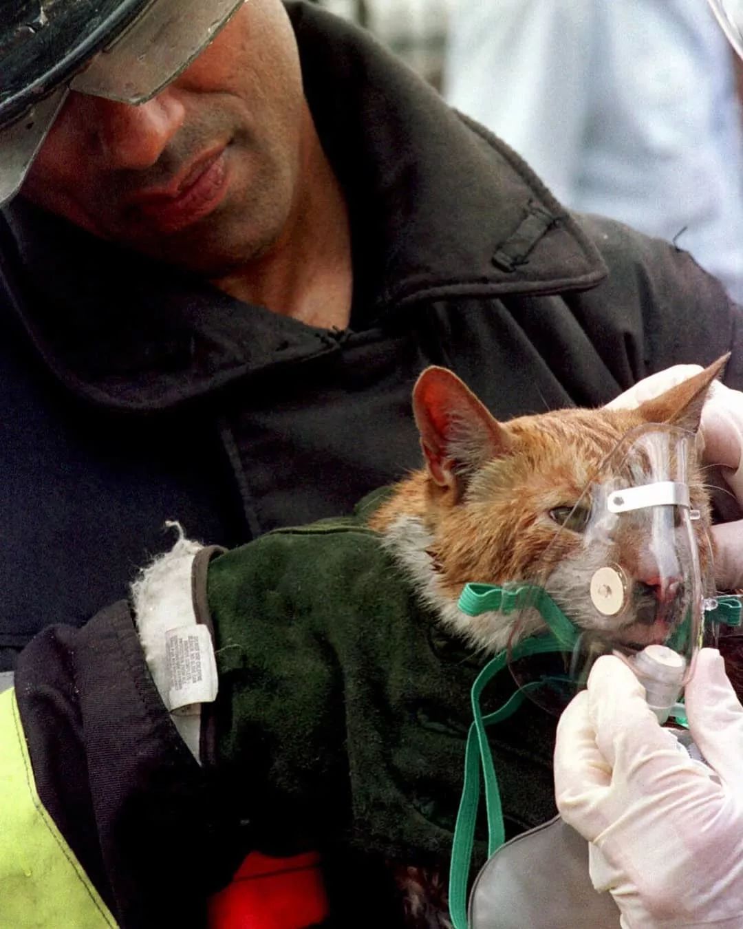 即使小小的生命也不能放弃:那些消防员与他们救出猫咪们的合影