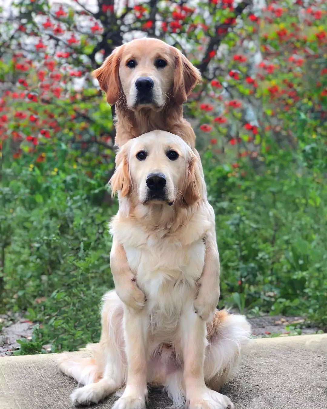家有两只大金毛,一起去看各地美景,这样的生活也很美好!