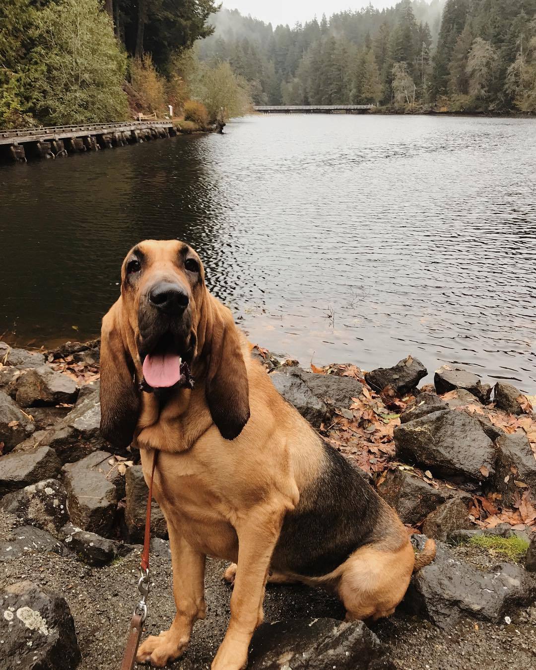 要问狗狗中鼻子最灵的是谁寻血猎犬说自己第二就没谁敢称第一了