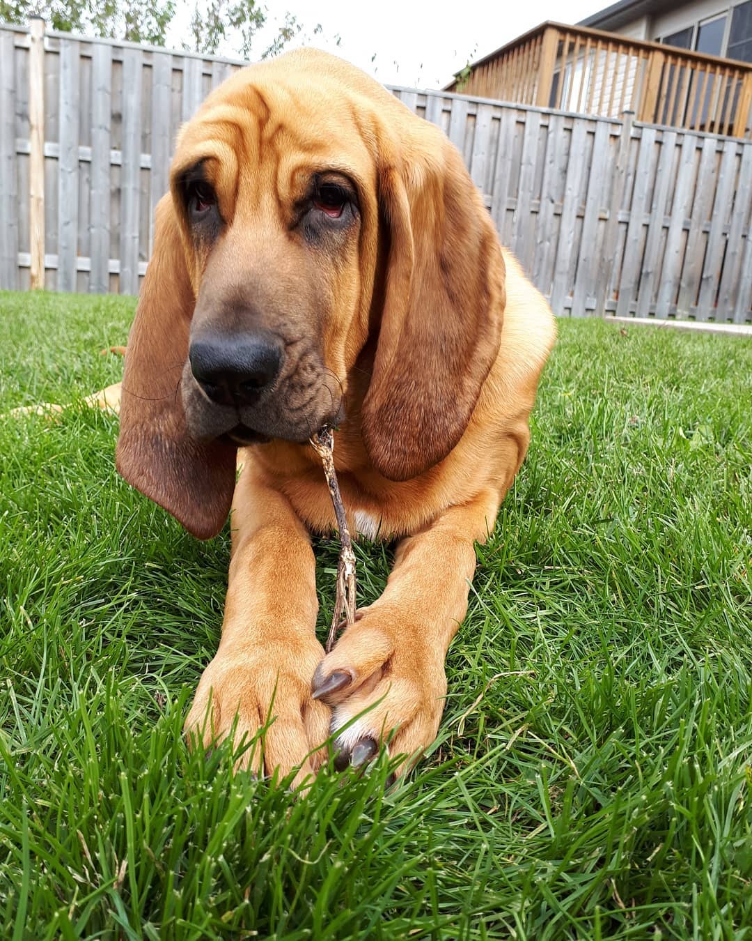 要问狗狗中鼻子最灵的是谁寻血猎犬说自己第二就没谁敢称第一了