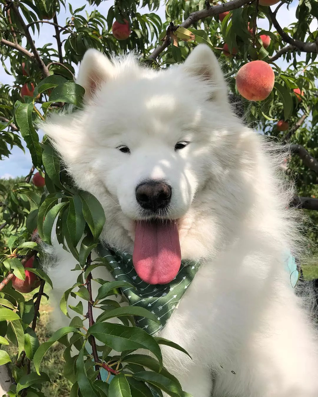 小眼睛的萨摩也能当网红吗?如果有迷人的大舌头就可以!