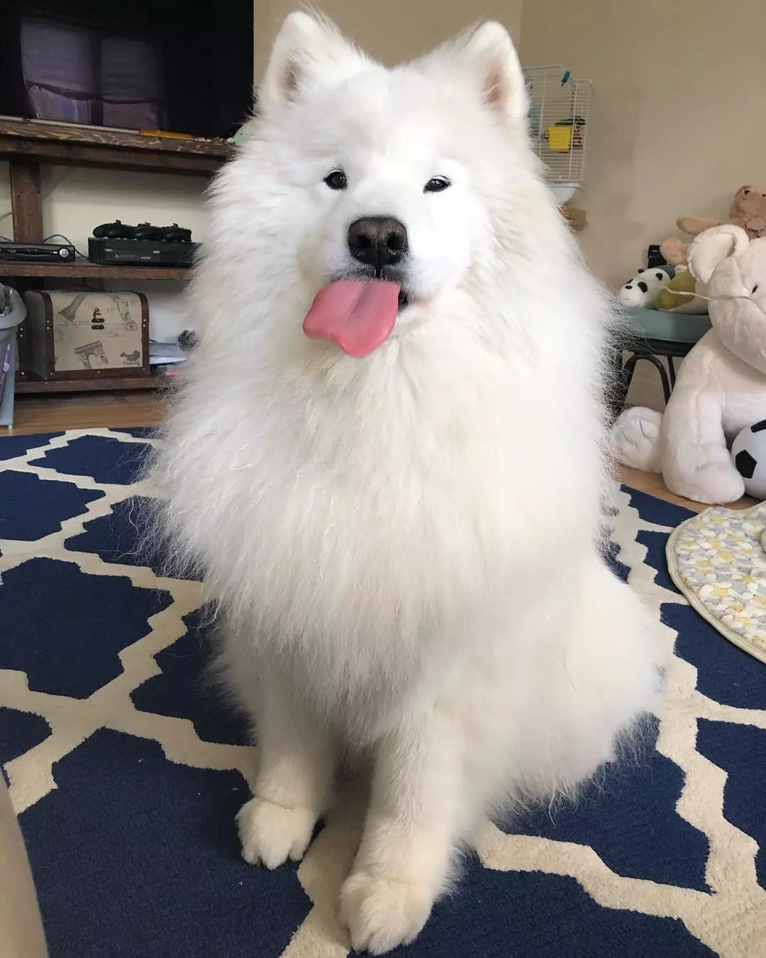 小眼睛的萨摩也能当网红吗?如果有迷人的大舌头就可以!