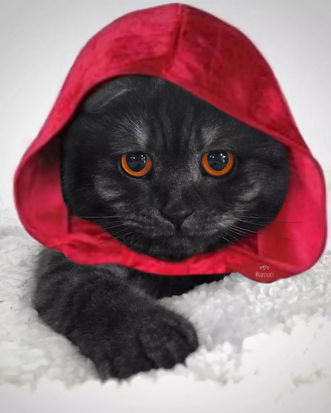 这个毛色的苏格兰折耳猫看着就自带高冷气场