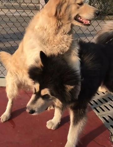 狗子打架碰到会锁喉的金毛,真的是让狗子无奈了!