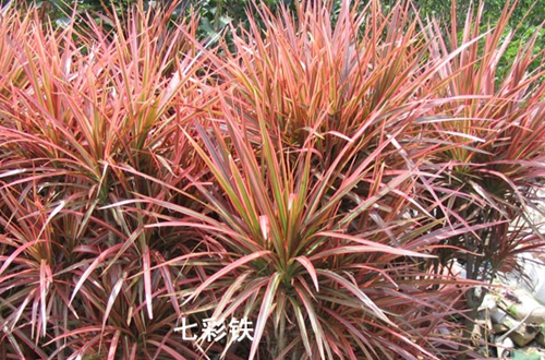 七彩铁怎么养七彩铁的养殖方法和注意事项
