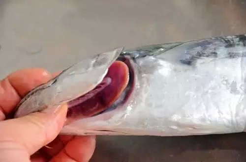 阳光下有荧光的感觉;而外地鲅鱼鱼背是灰黑色,鱼肚雪白,鱼背腹颜色