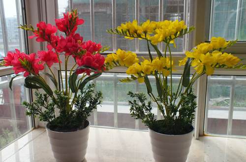 香雪兰怎么养香雪兰的养殖方法和注意事项