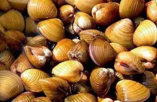 寻氏肌蛤,美味的食物,有利三高