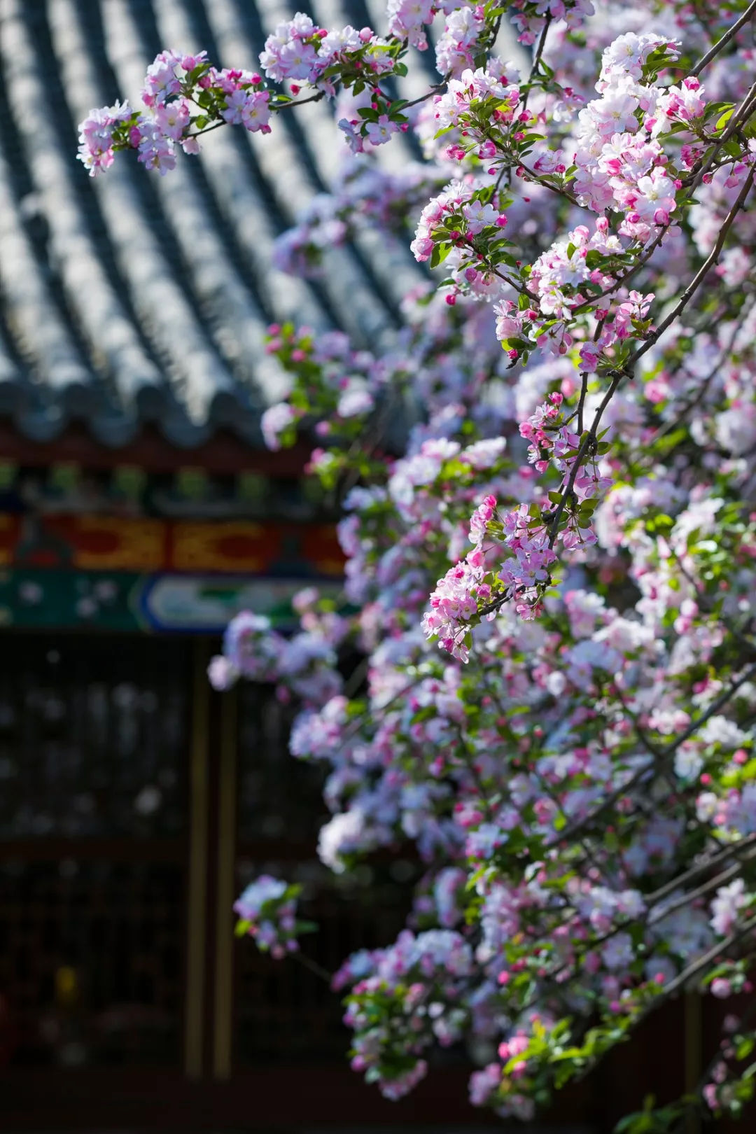 正定荣国府海棠盛开,梦回红楼花灼烁,枝头雪絮正放歌